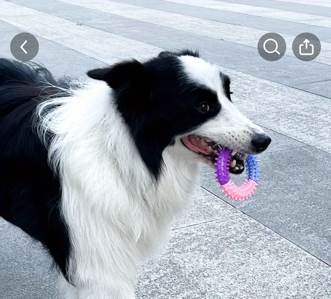 Jouet à mâcher pour chien 🐕 envoi gratuit 2/4j